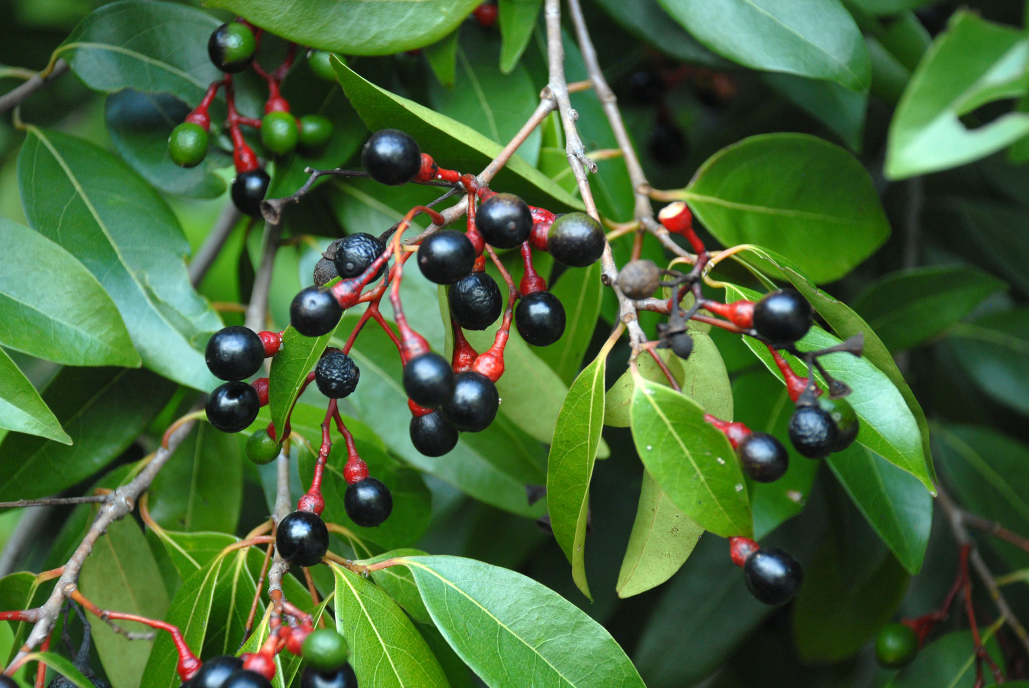 Nectandra coriacea
